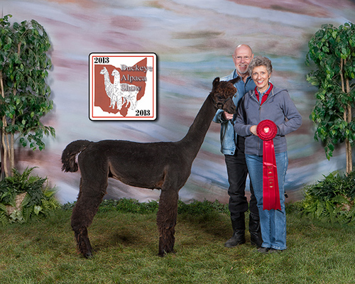 Buckeye Alpaca Show 2013